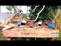 Home Aviary | Beautiful Bird Collection | Birds Chirping