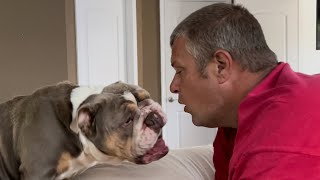 English Bulldog Morning Playtime