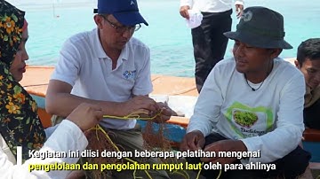 BUDIDAYA RUMPUT LAUT