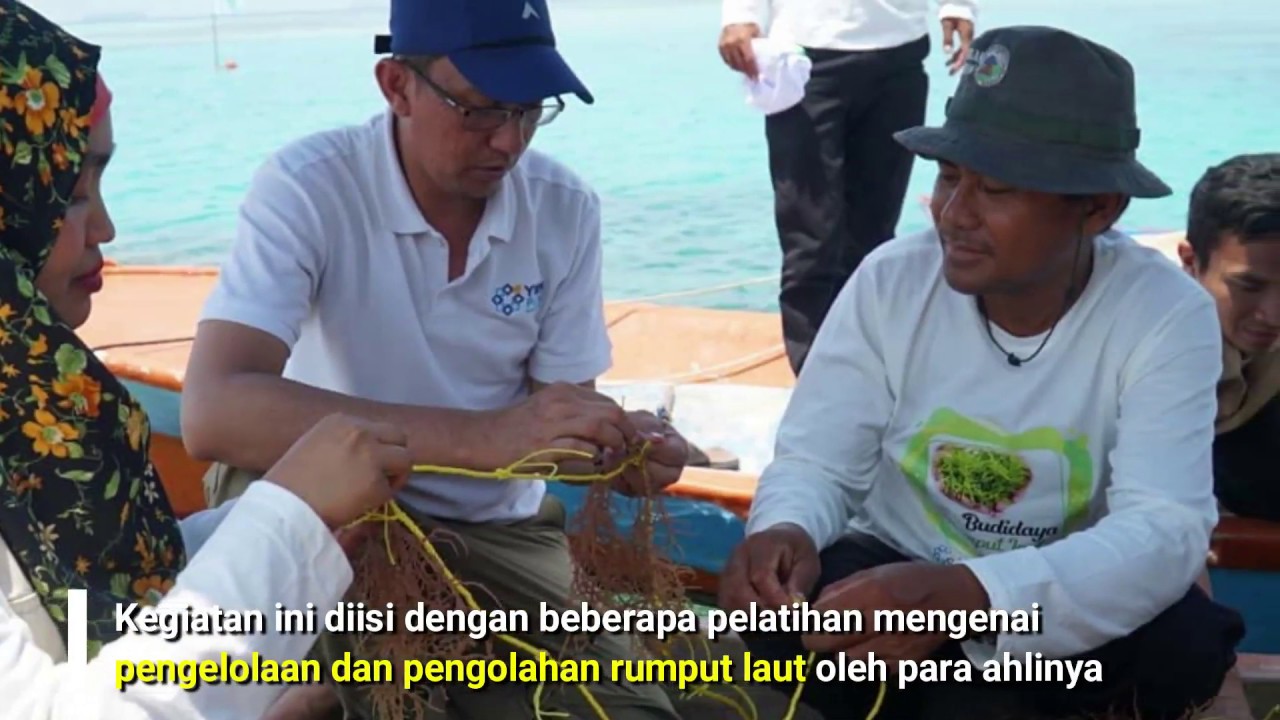 BUDIDAYA RUMPUT LAUT 