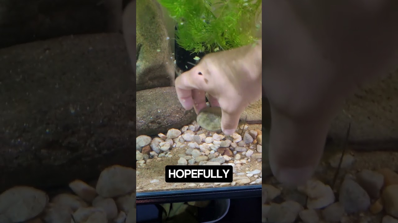 Keyhole Cichlids laying eggs #fishtank