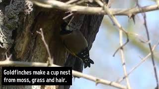 طيور تبني أعشاشها في الطبيعة