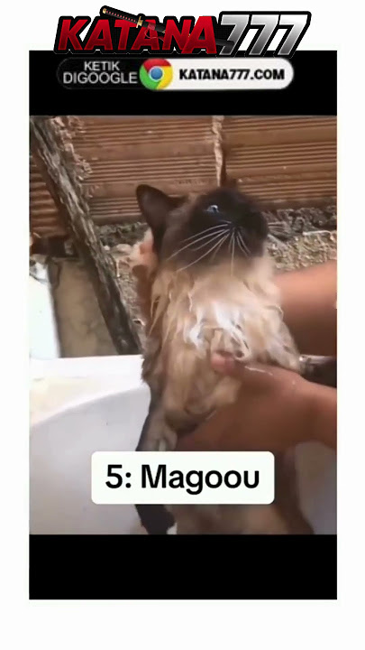 awooo awoooo 🤣#meme #memes #memekucing #kocakabis #bikinnyengir #kucingoyen #kucinglucu #catfunny