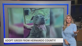 Adopt Greer from Hernando County!
