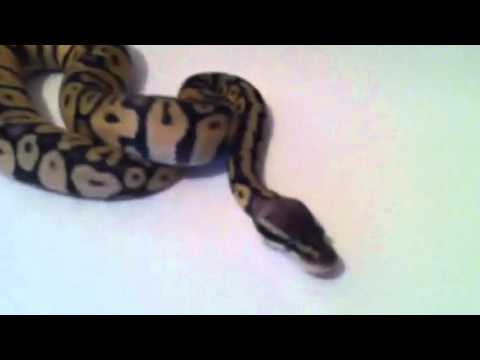 camera iphone 8 plus apk Super pastel ball python