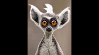 Komik Hayvanlar,Ilginç Hayvanlar,Gülme Krizine Sokan Hayvanlar,Komik Video