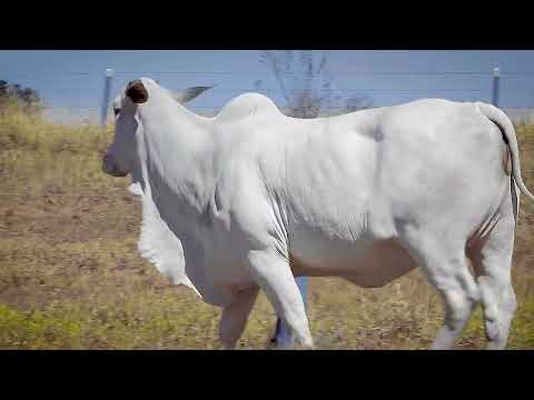 LOTE 24   CESSI V MARA MOVEIS   MARA 2226 zap