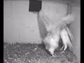Mysterious behaviour of female when delivering prey to owlet - Barn Owl Trust, WildlifeTV