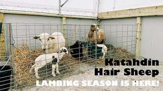 Katahdin Hair Sheep Lambing Season Part 1 by Growin and Crowin 3,995 views 3 months ago 6 minutes, 33 seconds