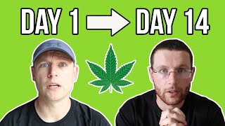 I Quit Smoking Weed For 2 Weeks And This Is What Happened