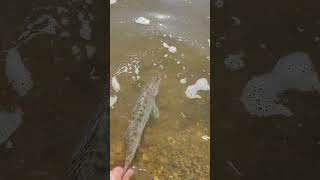 Sudak Salım Büyüde Gel Bakalım