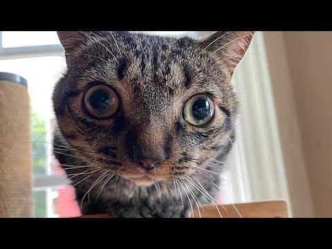 Tiny blind cat melts for dad