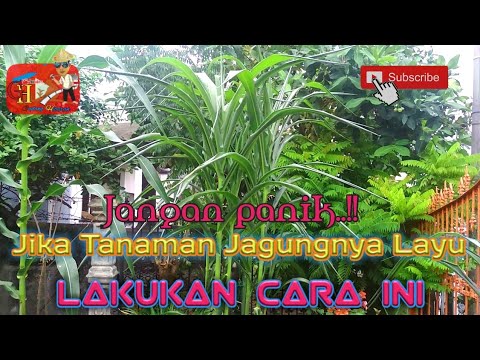 Video: Tanaman Jagung Layu - Apa yang Harus Dilakukan Untuk Tanaman Jagung Layu