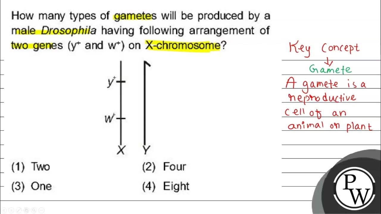 How many types of gametes will be produced by a male Drosophila having