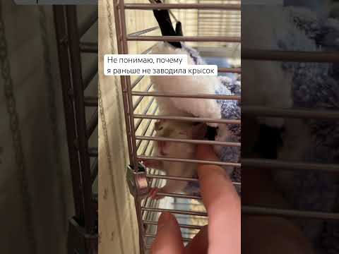Крыса Чисай кайфует от ласки 🐁🌸💫 #animal #rat #животные #крыса #крысы #крыска #rats