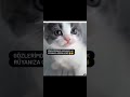 Komik kedi videoları