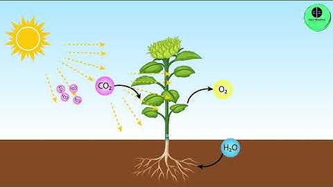 ધોરણ 10 | Science | Chapter 6 |  જૈવિક ક્રિયાઓ | સ્વયંપોષી પોષણ  | GSEB | Gujarati