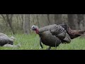 Turkey Hunting- Feathers Ep 4