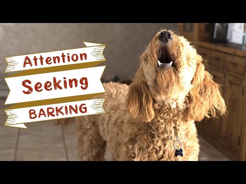 Video: Kreipimasis į dėmesio ieškantį švilpimą ir šaukimą šunyse