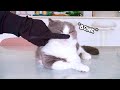 Tapping My Cats Too Many Times Prank