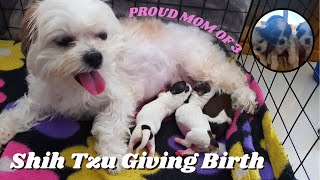 Dog Giving Birth | Shih Tzu Giving Birth to 3 Puppies for First Time! | Dog Pregnancy | Dog Whelping