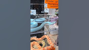 This snake costs $15,000