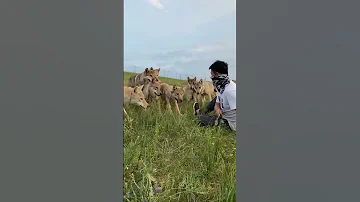 Wolf Wolfpack Wildwolf 