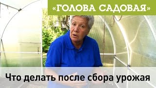Голова садовая - Что делать после сбора урожая Голова садовая - Что делать после сбора урожая