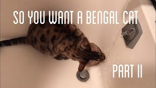 SO YOU WANT A BENGAL CAT II 'the bad' part II
