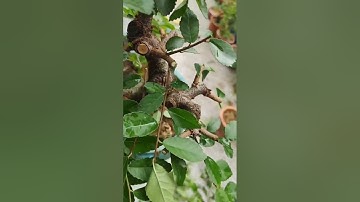 Hướng dẫn cắt tỉa cành cây theo phương pháp Lĩnh Nam!