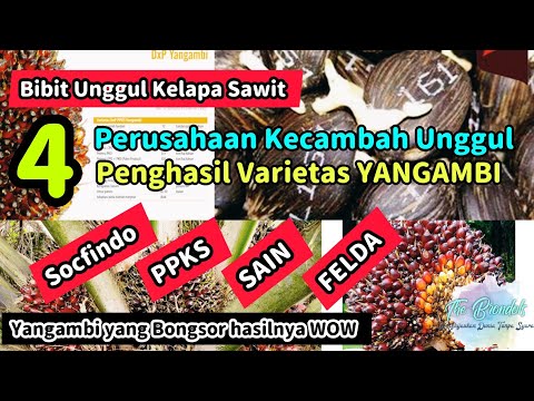 Bibit Unggul Kelapa Sawit || 4 Perusahaan Kecambah Kelapa Sawit Unggul Pengasil Varietas YANGAMBI ||