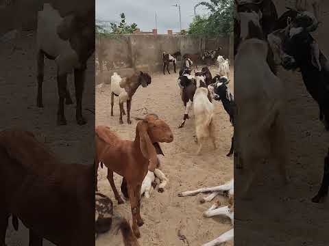 ماعز مضحك يضايق زبون ا قديم ا       