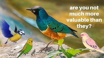 Look at the Birds in the air #Matthew 6:26-27