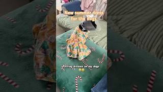 Why is this the cutest thing ever 🥹👗 #shorts #dogshorts #frenchbulldog #frenchies #dogclothes