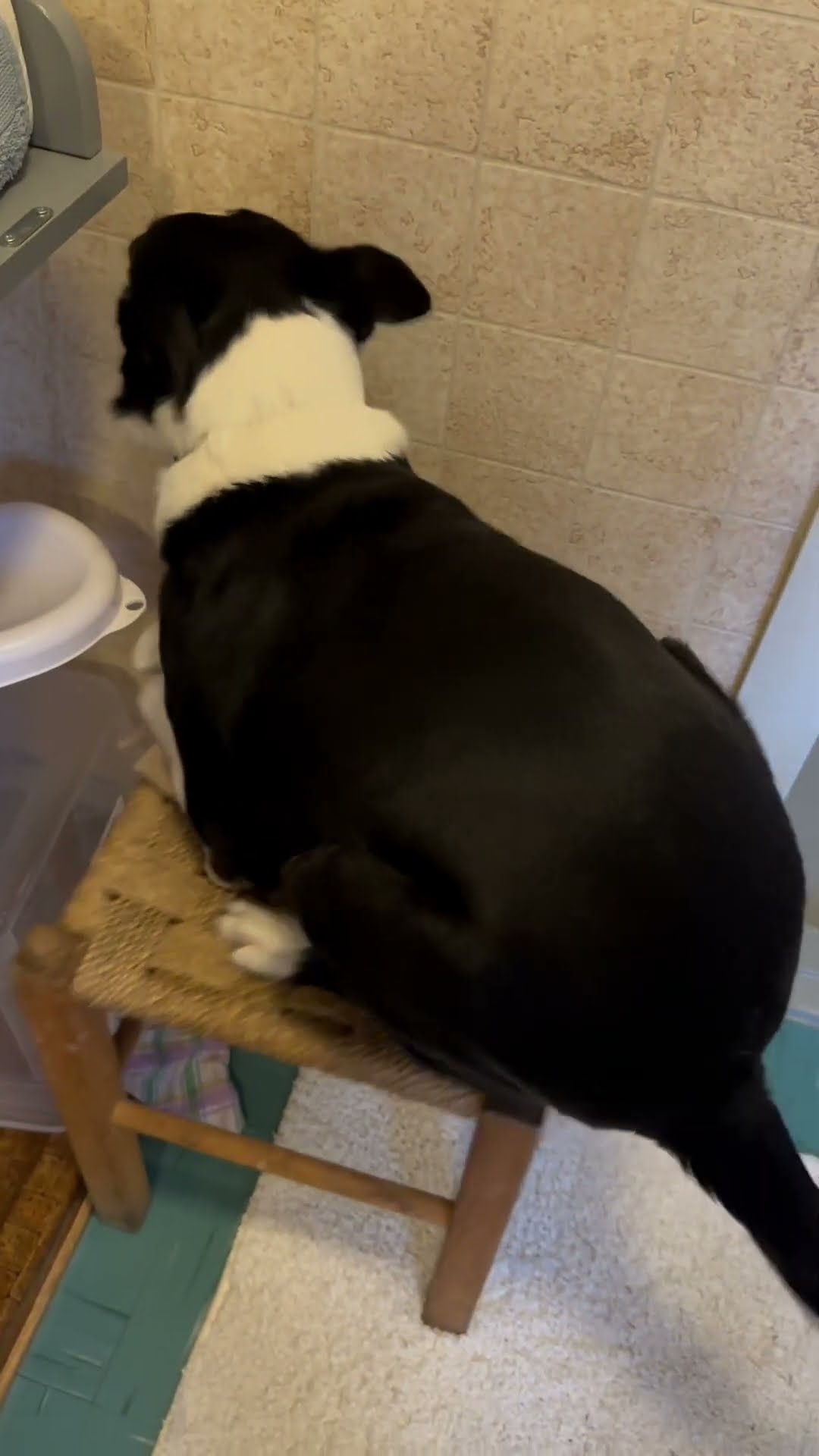 Dog Wobbles on Shaky Stool || ViralHog