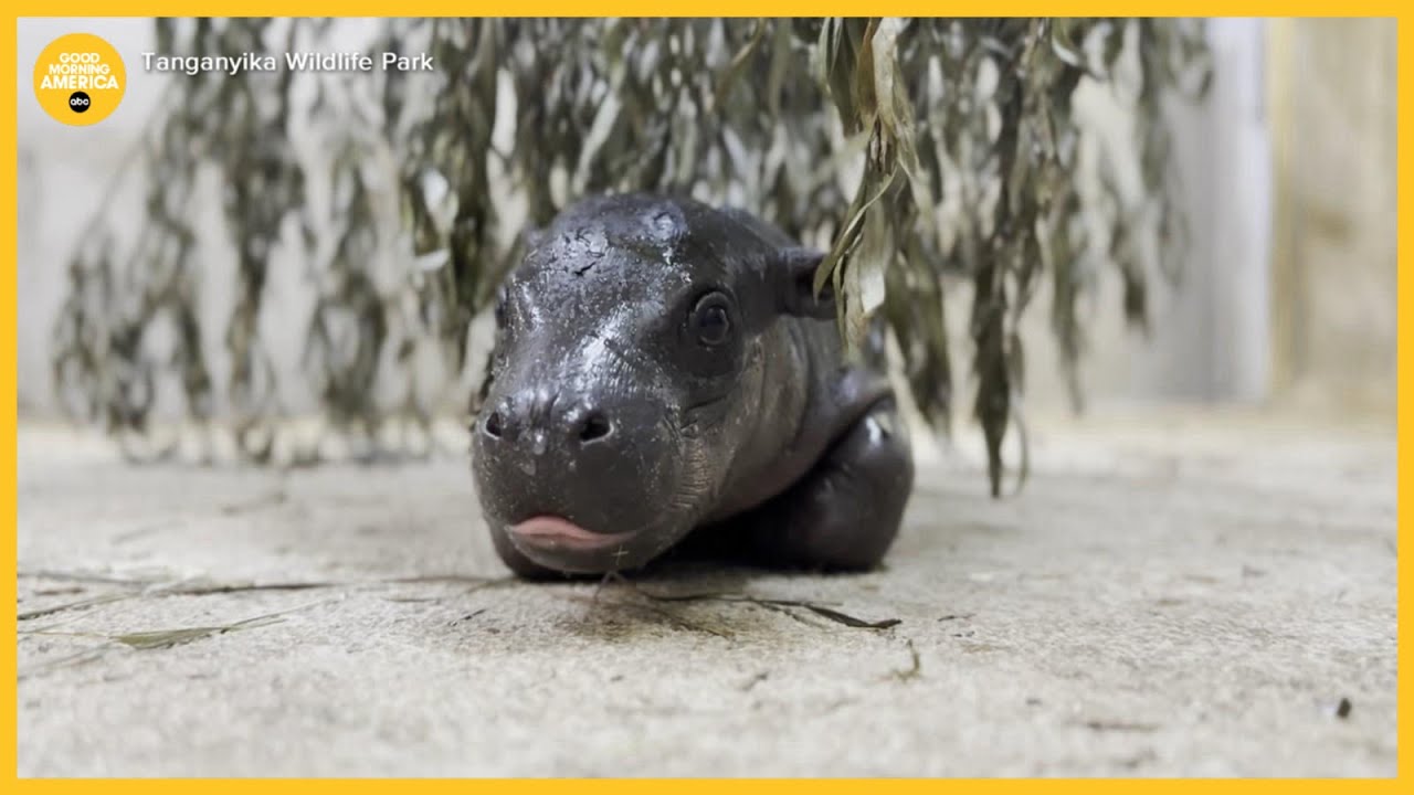 New baby pygmy hippo makes debut in Kansas - YouTube