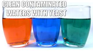 Clean up Dyes from Contaminated Waters with Yeast | Science Project Clean up Dyes from Contaminated Waters with Yeast | Science Project