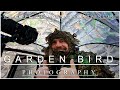 Bird photography | Green Finch | Wildlife Photography