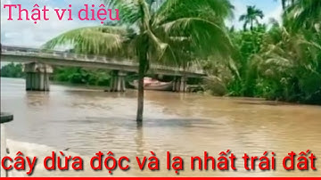 cây dừa mộc giữa sông. độc và lạ nhất trái đất