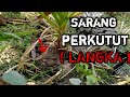 Baru pertama kali melihat langsung sarang perkutut sarang tanah