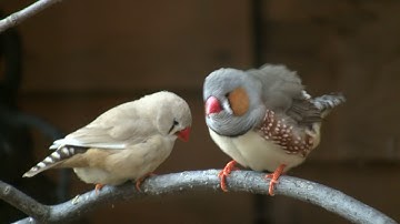 The Secrets of Birdsong