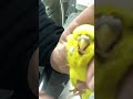 ⑦ジャンボセキセイインコのビンセントちゃんの予防、抗寄生虫薬モキシデクチン滴下
