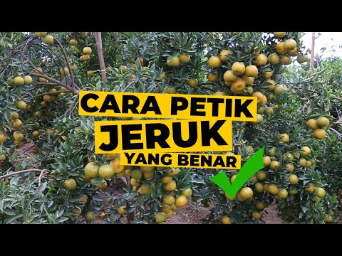 Video: Cara Memanen Jeruk - Tips Memetik Jeruk Di Kebun