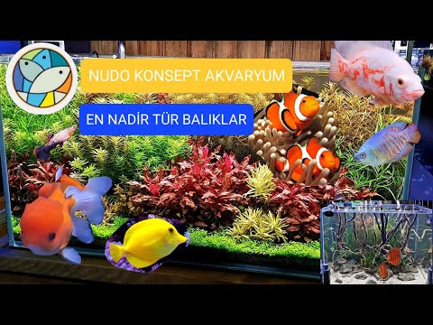 Ankarada Harika Bir Akvaryum Dükkanı Nudo Consept.Balıklar,Bitkiler, Akvaryum Ürünleri.