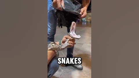 "You Won’t Believe How Many Teeth This Snake Really Has!"#facts #factshorts #shortsvideo #shorts