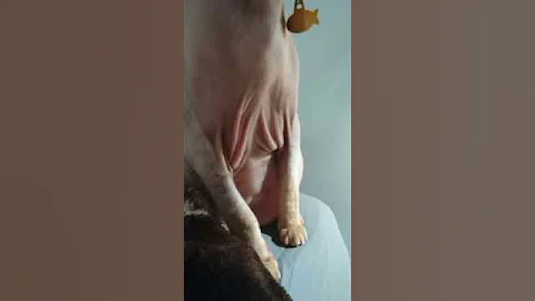 Video 4023251: adopt sphynx, hairless cat