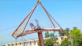How To Make Pigeons Trap | Chatri Se Kabooter Pakrne Ka Tareeqa | Pigeon Trap