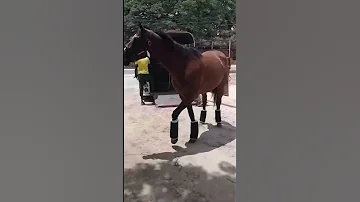 JDaCosta NEW Mouttet Mile HORSE AUG 27 2025 Horse Horseracing Horsetrack 