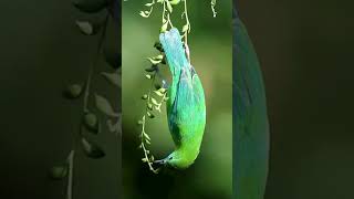 Little birds GIFs #birds #birdspecies #babybird #gifs #video #birdsvideo #cutebirds #naturelovers