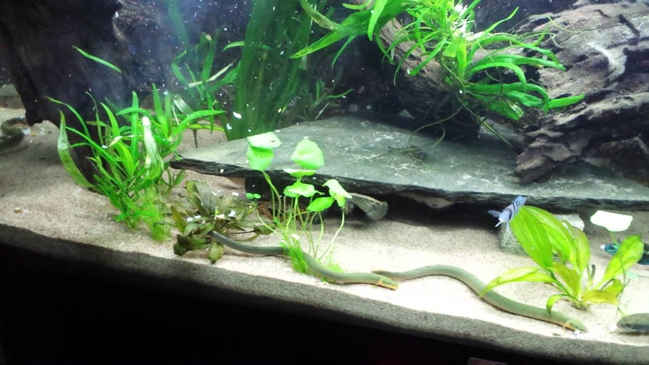 Monster fish/aquarium all my 4 aquarium YouTube